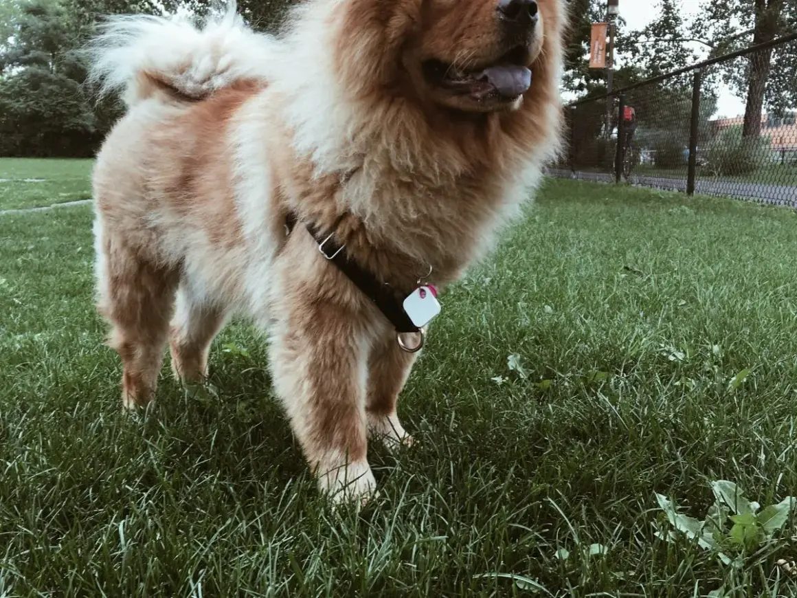 Puszysty chow chow z czarną uprzężą i zawieszką na obroży stoi na zielonej trawie.