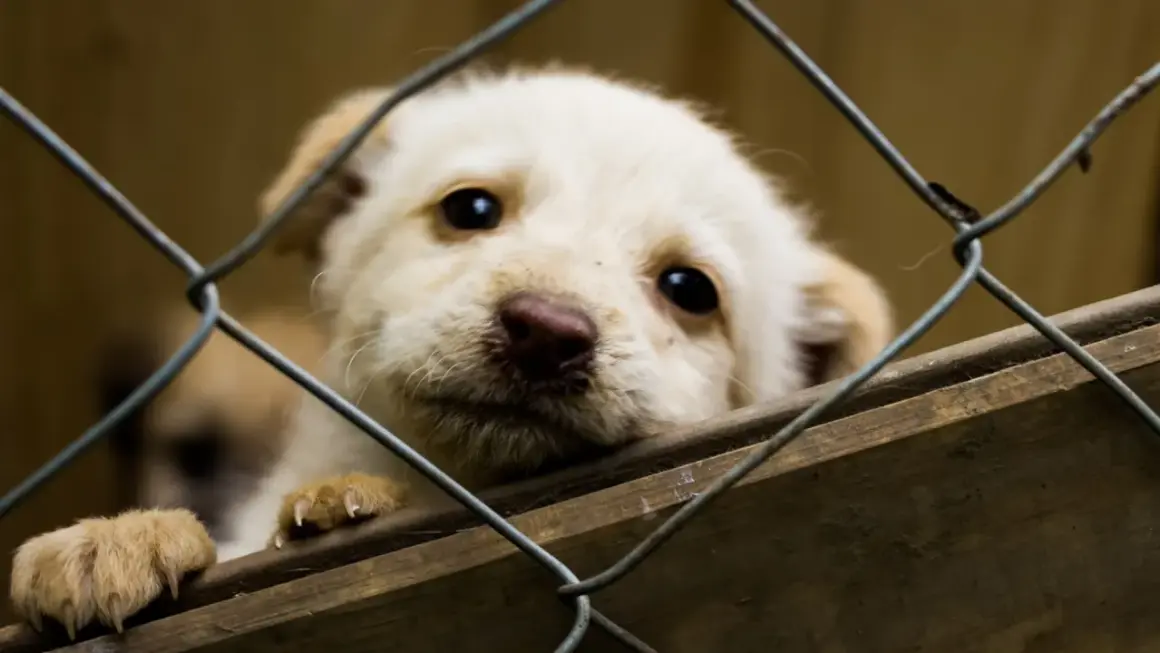 Słodki szczeniak czeka na adopcję psa ze schroniska. Jego oczy błagają o dom.