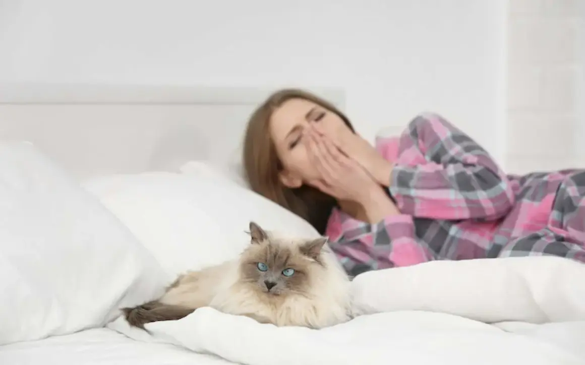 Une femme bâille dans son lit, les mains sur le visage, à côté d'un chat. Peut-on devenir allergique au chat du jour au lendemain ?