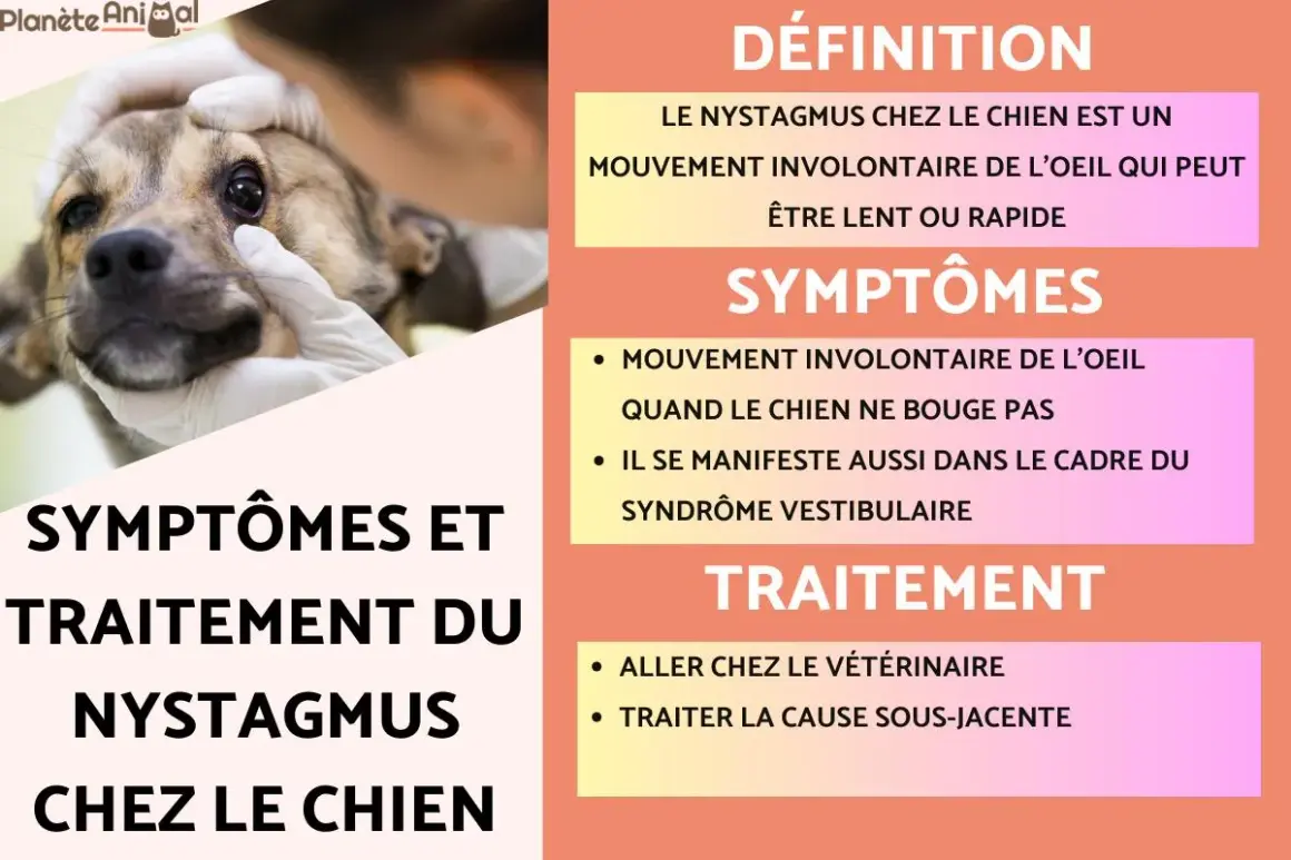 Un chien examiné pour le nystagmus, un mouvement involontaire de l'œil, parfois lié au syndrome vestibulaire. Le traitement implique une visite vétérinaire.