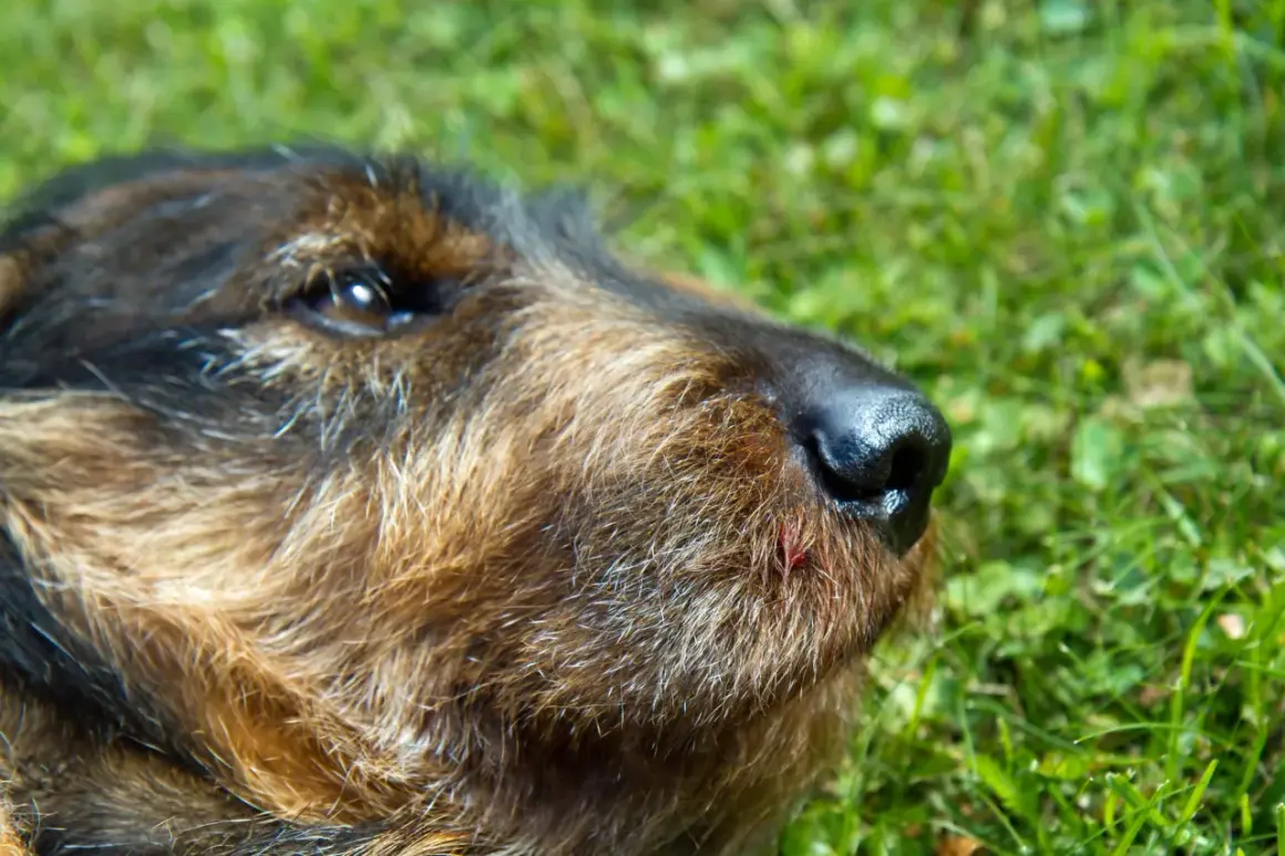 En hund med en liten skada vid nosen, som en giftig padda, ligger i gräset.