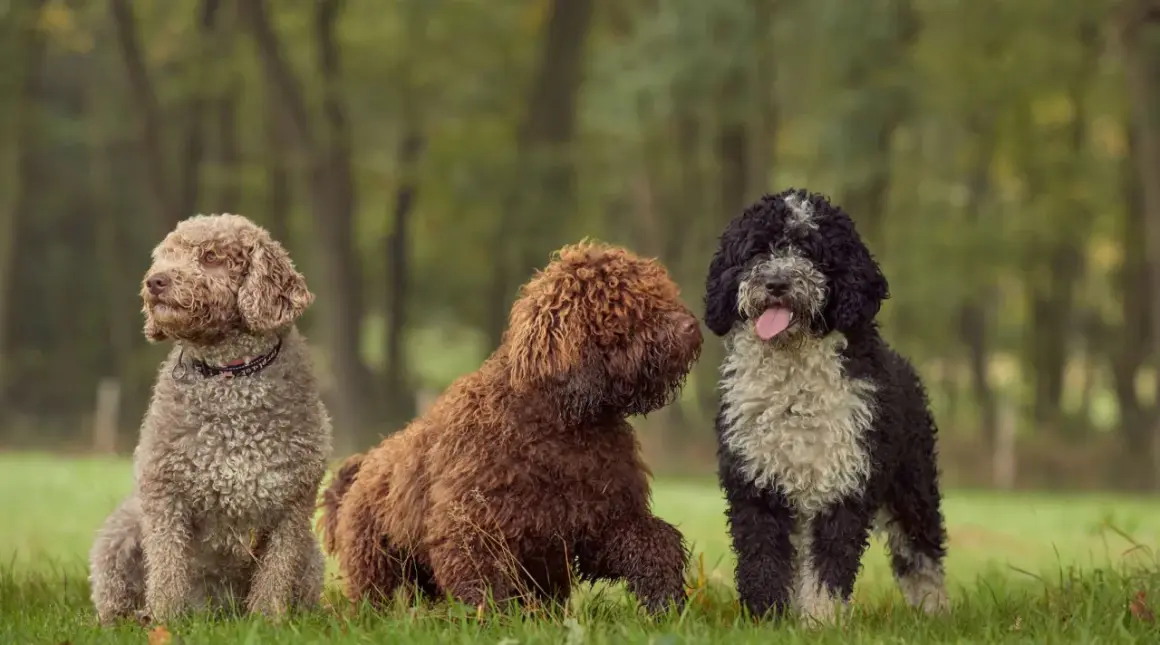 Tres perros de agua con un corte de pelo rizado y esponjoso posan en un prado verde.