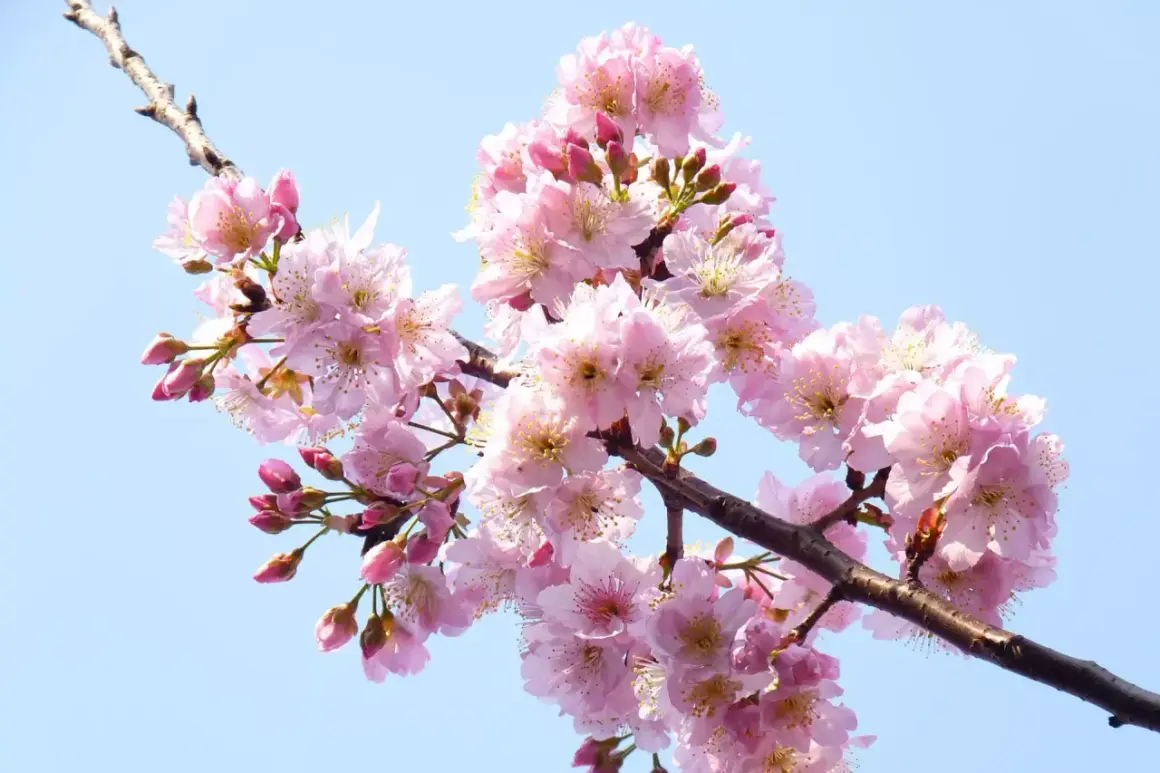 Ramo di ciliegio in fiore, con petali rosa delicati e boccioli che promettono una nuova stagione. L'innesto ciliegio è un'arte che porta bellezza.