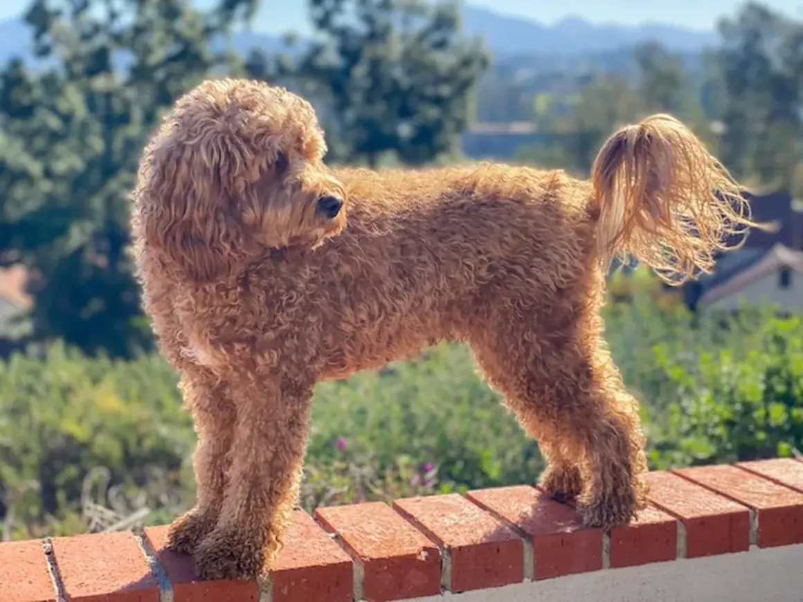Uroczy, rudy cavapoo na ceglanym murku. Zastanawiasz się nad cavapoo cena?