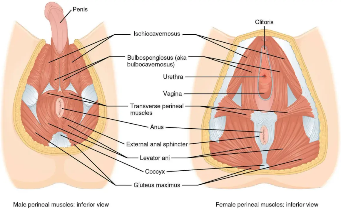 Vue inférieure des muscles du périnée masculin et féminin. L'image montre l'anatomie, y compris la possibilité d'une déchireure périnée.