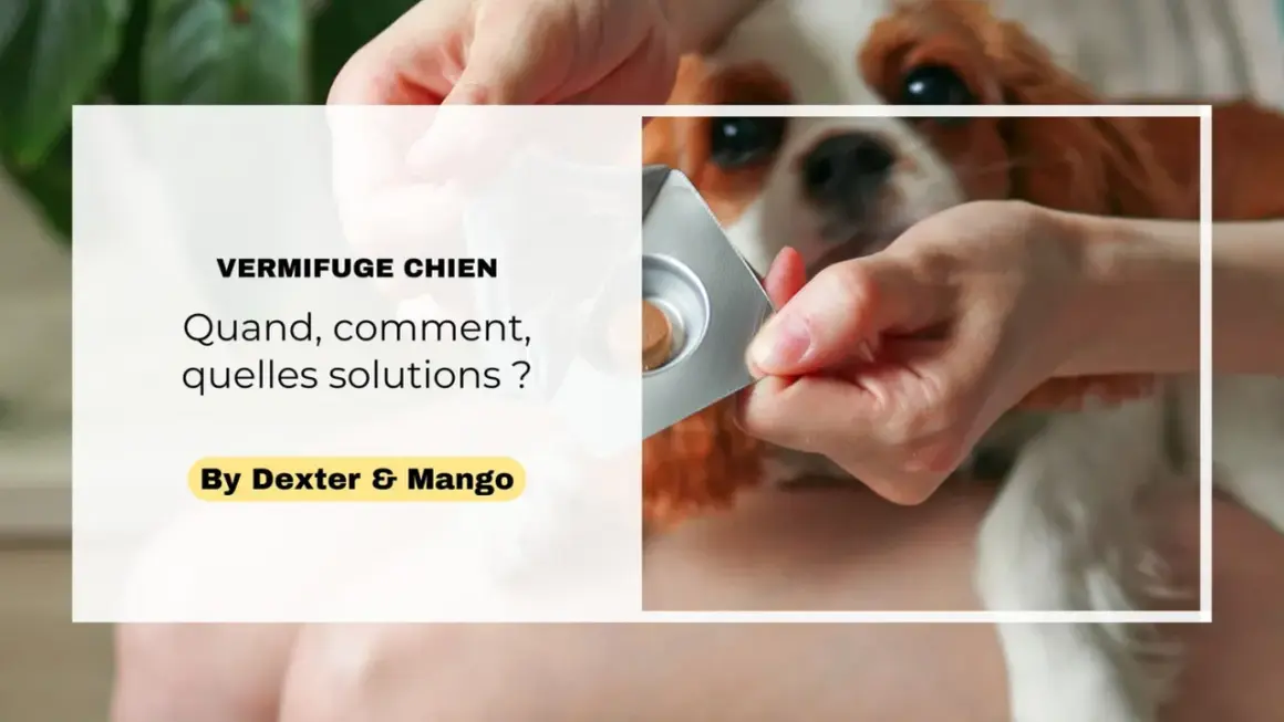 Une main tient une plaquette de vermifuge pour chien, prêt à administrer le traitement.