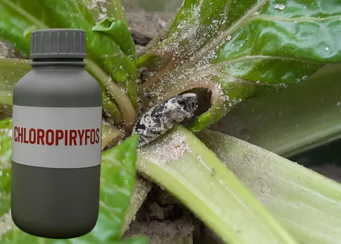 Butelka z napisem "CHLOROPIRYFOS" obok rośliny z owadem.