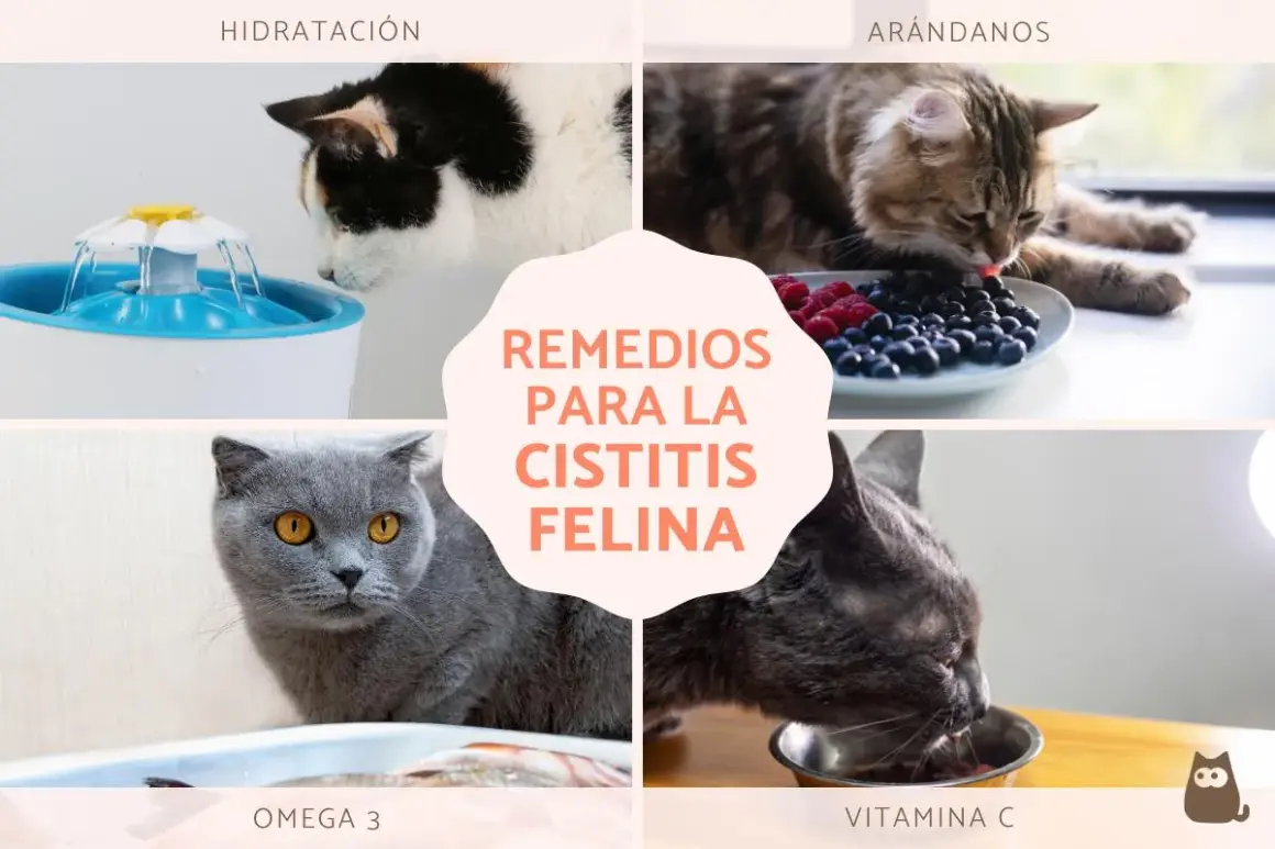 Gatos bebiendo de una fuente, comiendo arándanos, omega 3 y vitamina C. Remedios para la cistitis felina.