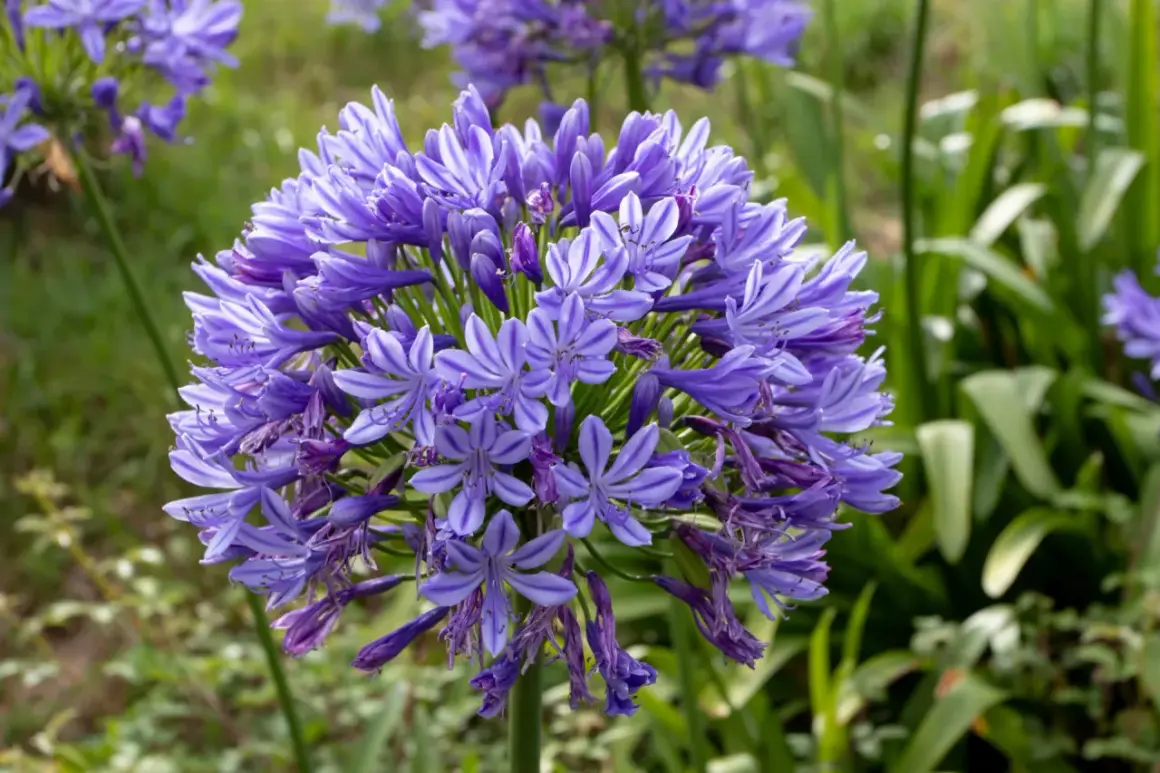 Gros plan sur une agapanthe fleur, une sphère de pétales bleus et violets rayés, épanouie dans un jardin verdoyant.