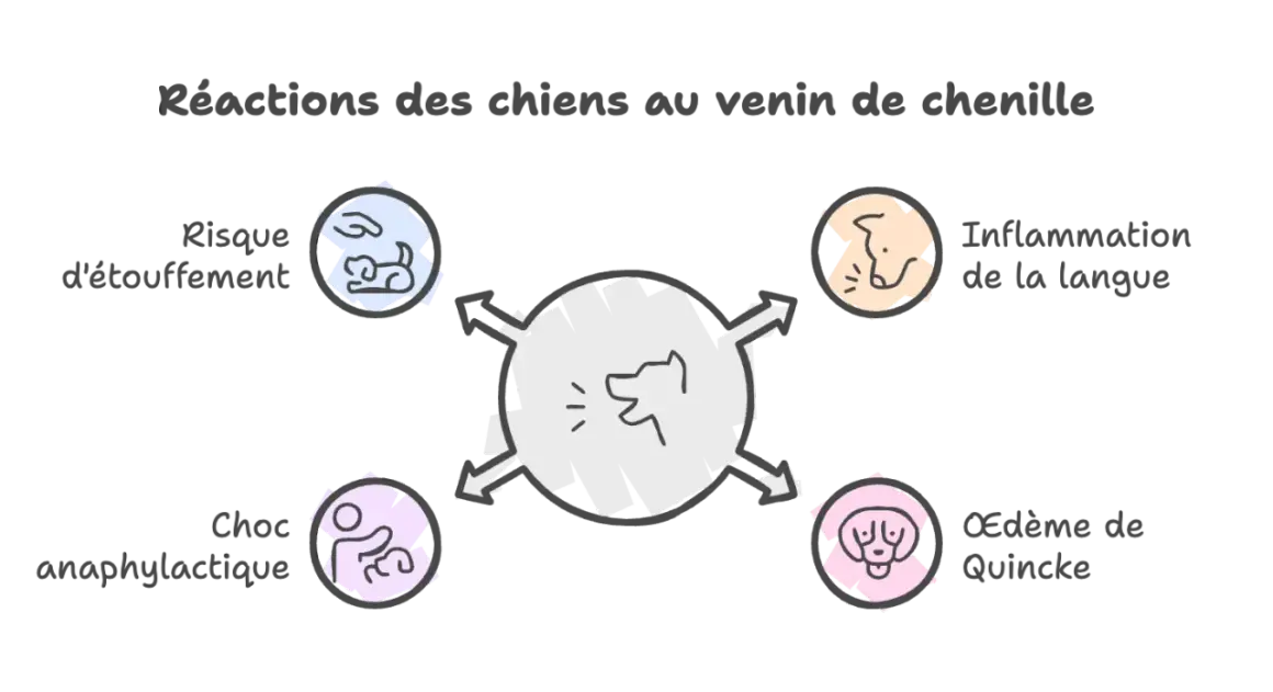 Schéma des réactions du chien au venin de chenille : risque d'étouffement, inflammation langue, choc anaphylactique, œdème de Quincke. Temps de réaction à surveiller.