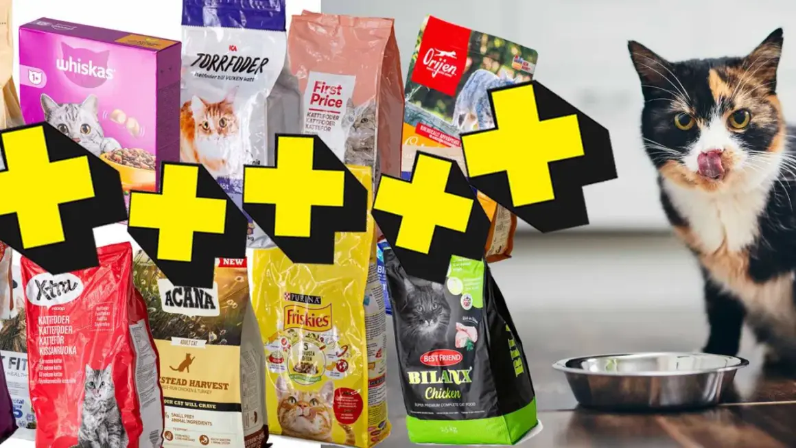 En kattunge som slickar sig runt munnen bredvid olika sorters kattunge mat. Bäst i test för din kattunge.