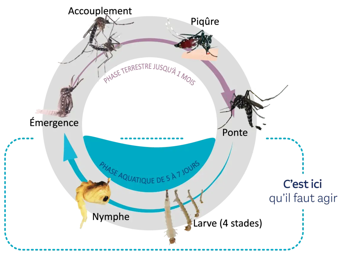 Le cycle de vie des moustiques : ponte, phase aquatique (nymphe), phase terrestre jusqu'à l'émergence. C'est ici qu'il faut agir.