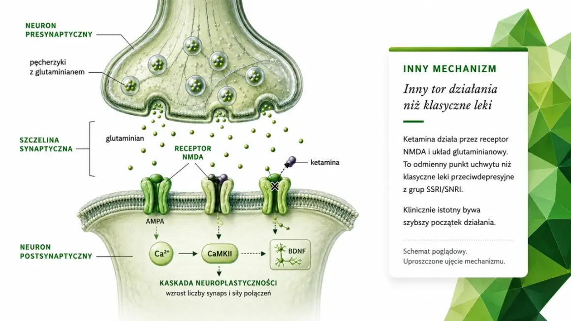 Schemat działania ketaminy na synapsę. Ketamina blokuje receptor NMDA, wpływając na kaskadę neuroplastyczności.