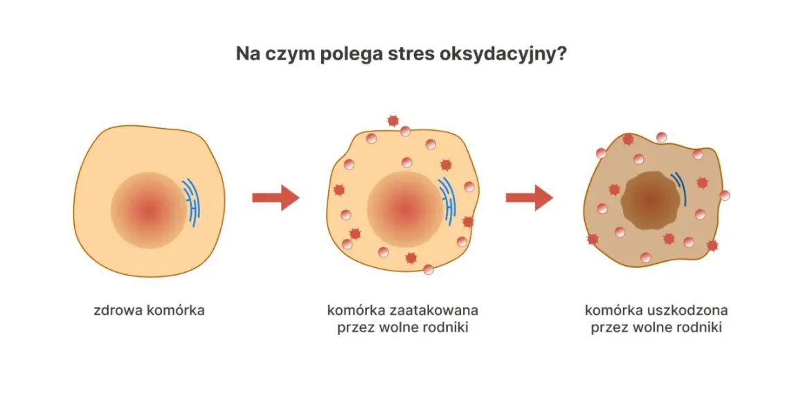 Ilustracja pokazuje, co to są antyoksydanty, broniące komórki przed wolnymi rodnikami, które powodują jej uszkodzenie.