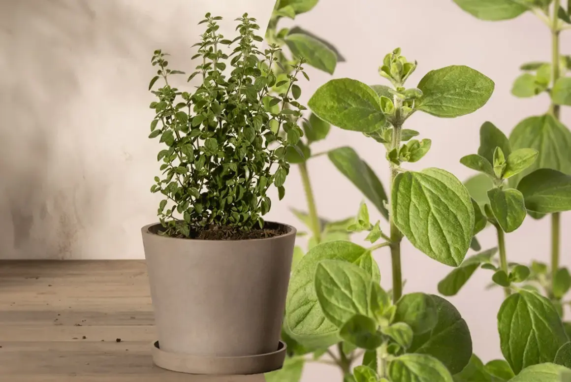 Ein Topf mit frischem Oregano, der nicht giftig ist, steht auf einem Holztisch. Nahaufnahme der grünen Blätter.