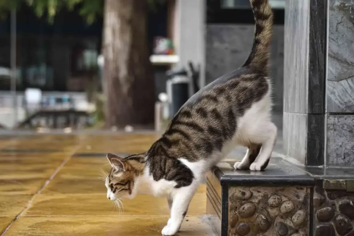 Chat tigré, le nez au sol, semble chercher une odeur qui attire les chats pour faire pipi. Il est sur un muret extérieur.