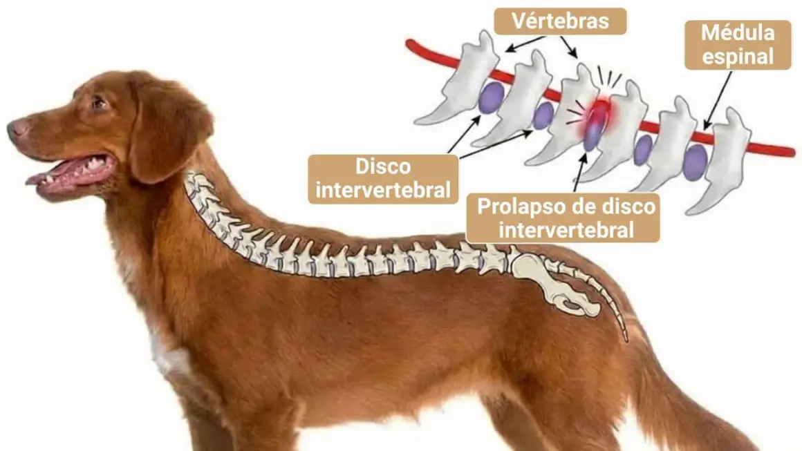 Ilustración de un perro con hernia discal, mostrando vértebras, disco intervertebral y médula espinal. El prolapso puede ser tan grave que se considere sacrificar perro por hernia discal.