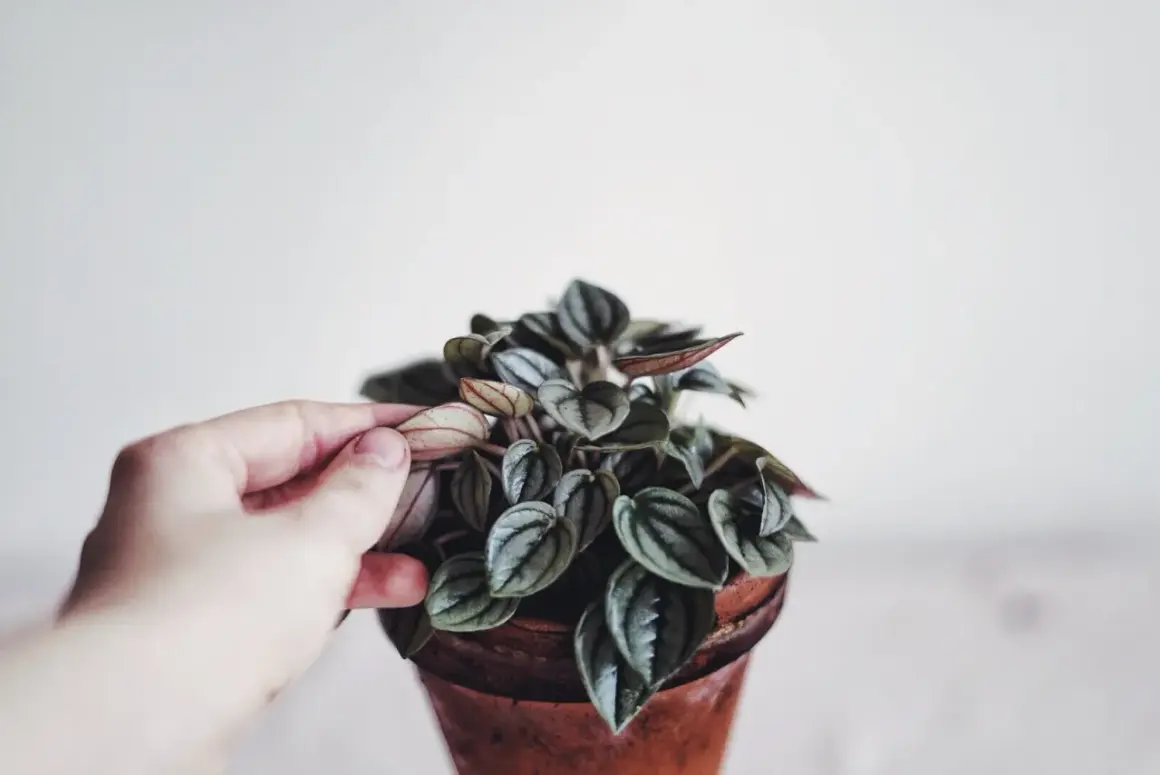 En hand petar försiktigt på en vacker peperomia blomma med mörka, randiga blad i en terrakottakruka.