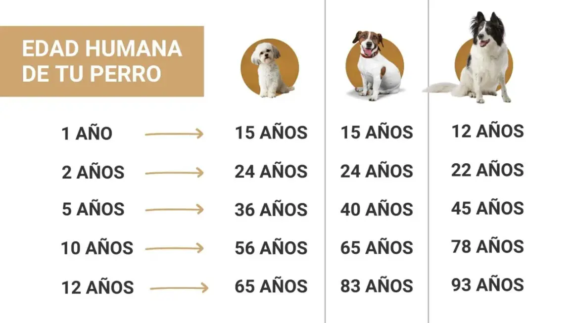 Tabla de edad de perros a humanos. Muestra la edad de un perro en años humanos, con ejemplos de diferentes razas.