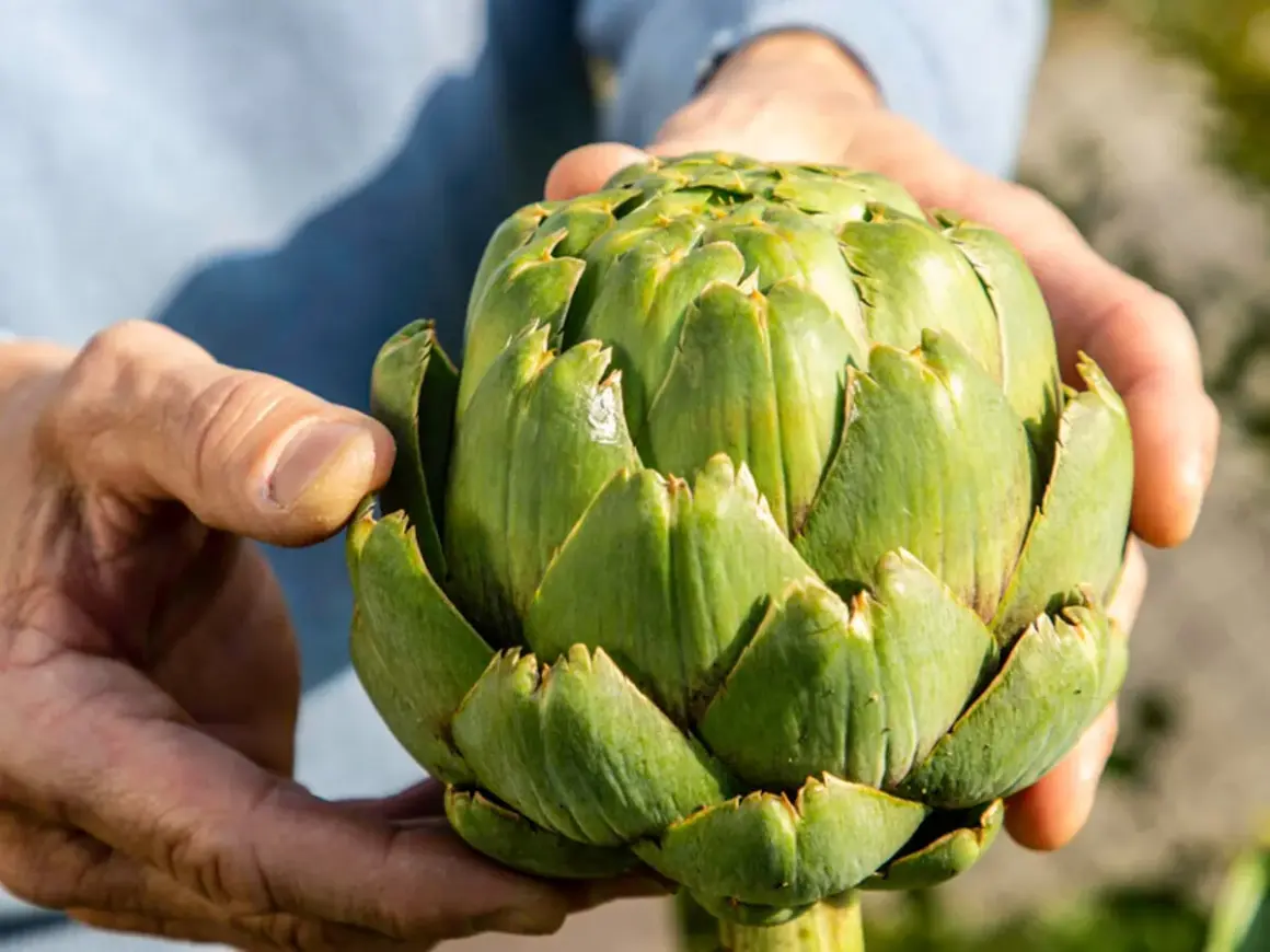 Hände halten eine frische Artischocke. So isst man eine Artischocke: Blatt für Blatt abziehen, das weiche Innere abknabbern.
