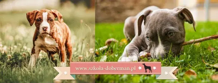 Jak wytresować amstaffa? Poradnik dla zrównoważonego psa