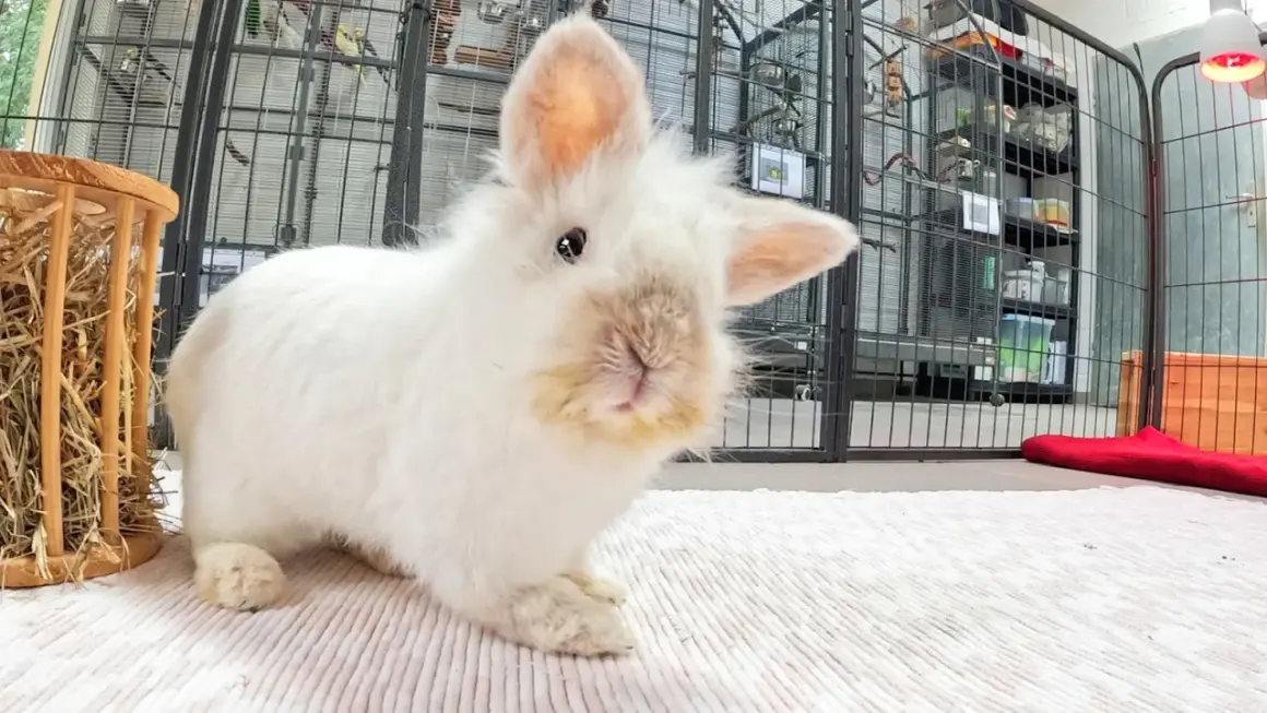 Ein flauschiges, weißes Kaninchen mit einem leicht zur Seite geneigten Kopf und einem neugierigen Blick. Im Hintergrund sind Vogelkäfige und Regale zu sehen.