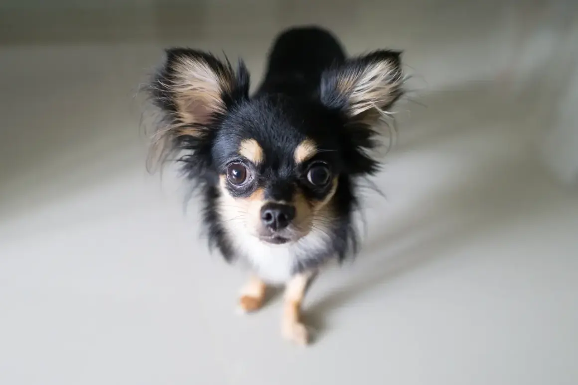 En söt långhårig chihuahua med stora öron tittar upp. Man undrar hur gammal blir en chihuahua, de lever ofta länge!