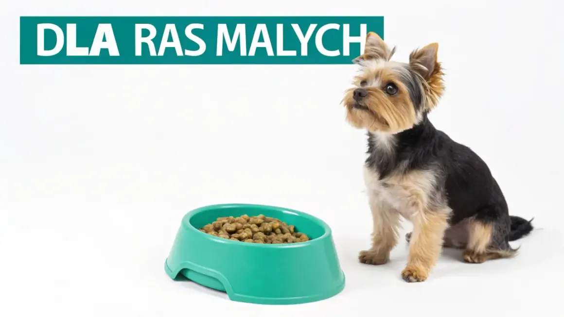 Mały yorkshire terrier czeka na swoją miskę z karmą. Zastanawiasz się, jaka karma dla szczeniaka będzie najlepsza?