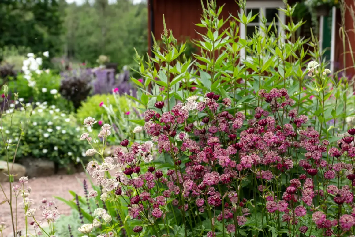 En blomsterträdgård med lila astrantia i förgrunden. Bakom syns ett rött hus och andra blommor, men bin verkar föredra andra sorter.