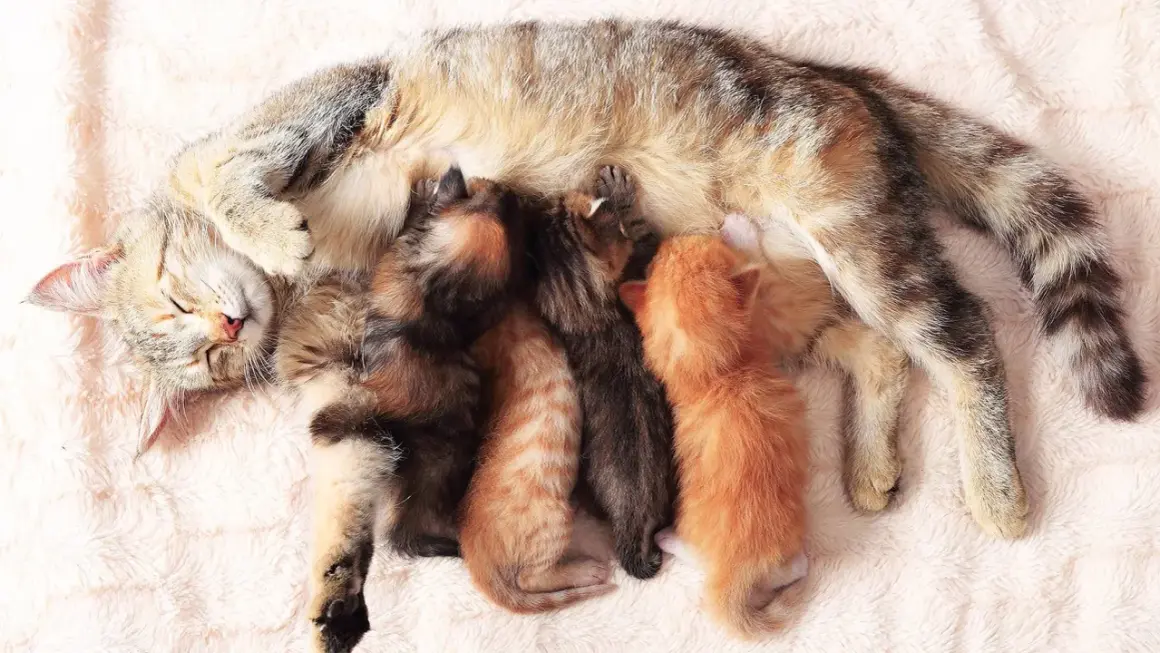 Eine Katze mit vier winzigen Kätzchen, die an ihr trinken. So viele Babys bekommen Katzen manchmal!