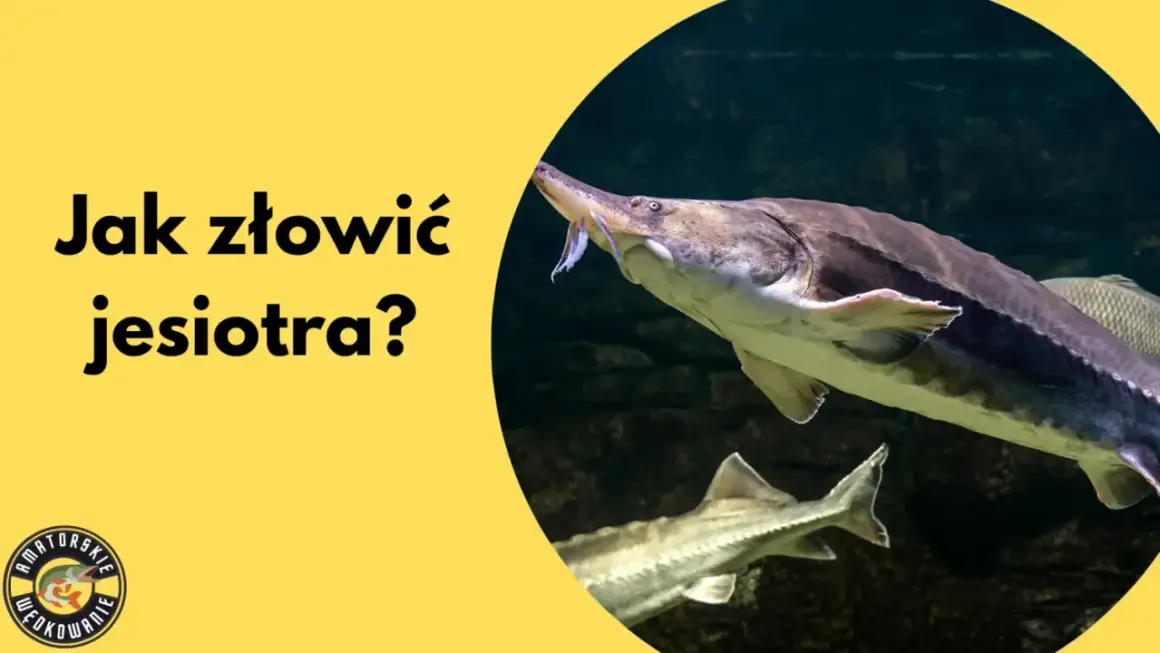 Jesiotr w Polsce występuje w rzekach. Dowiedz się, jak go złowić i gdzie go szukać.