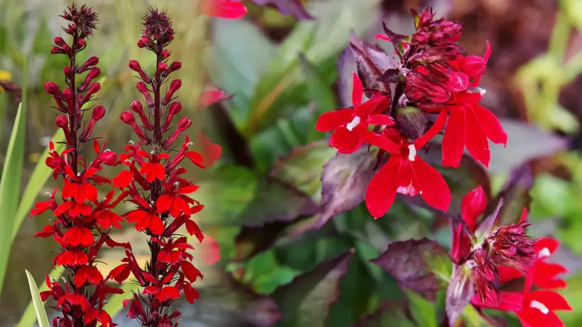 Lobelia czerwona uprawa: Intensywnie czerwone kwiaty lobelii na tle zielonych liści.