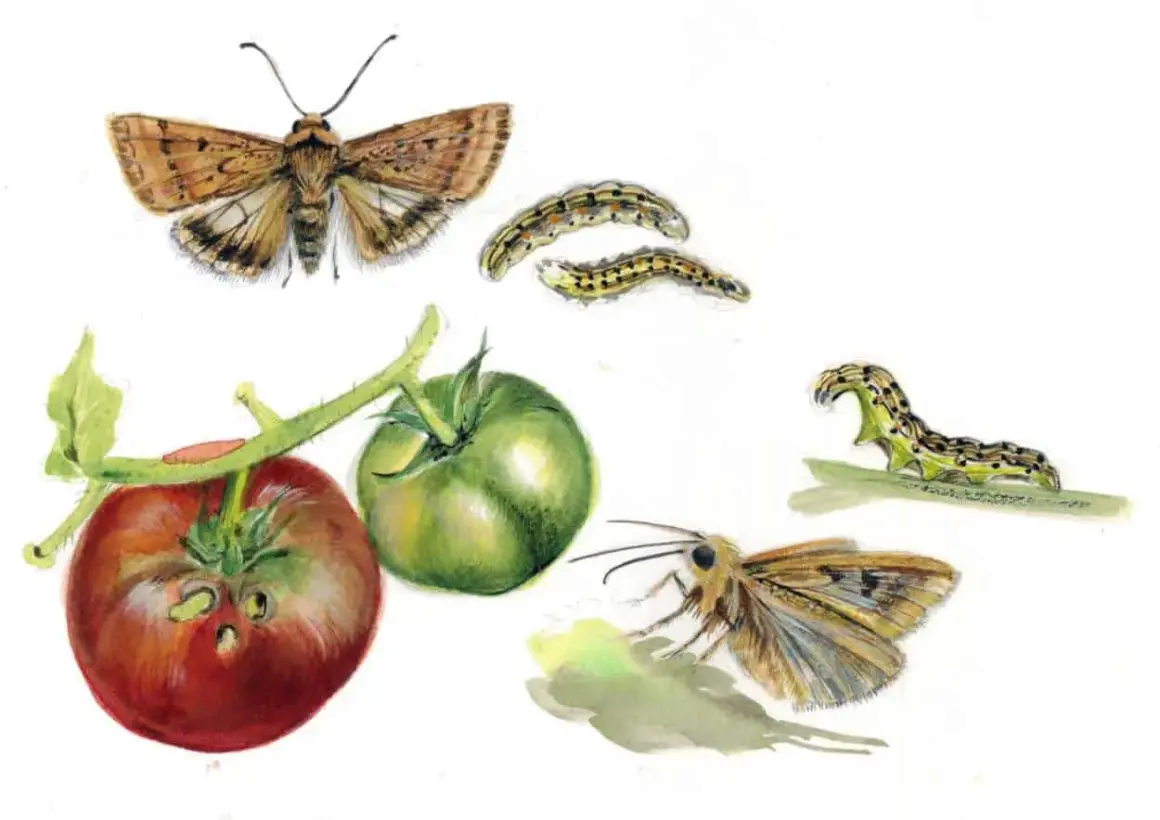 Farfalle e bruchi che attaccano pomodori. Illustrazione di possibili rimedi contro il verme del pomodoro.