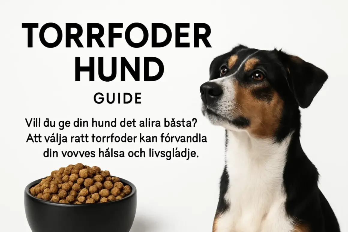 En hund tittar på en skål med torrfoder. Guiden "Torrfoder Hund" hjälper dig att välja rätt foder för din hunds hälsa. Hur mycket torrfoder till hund?