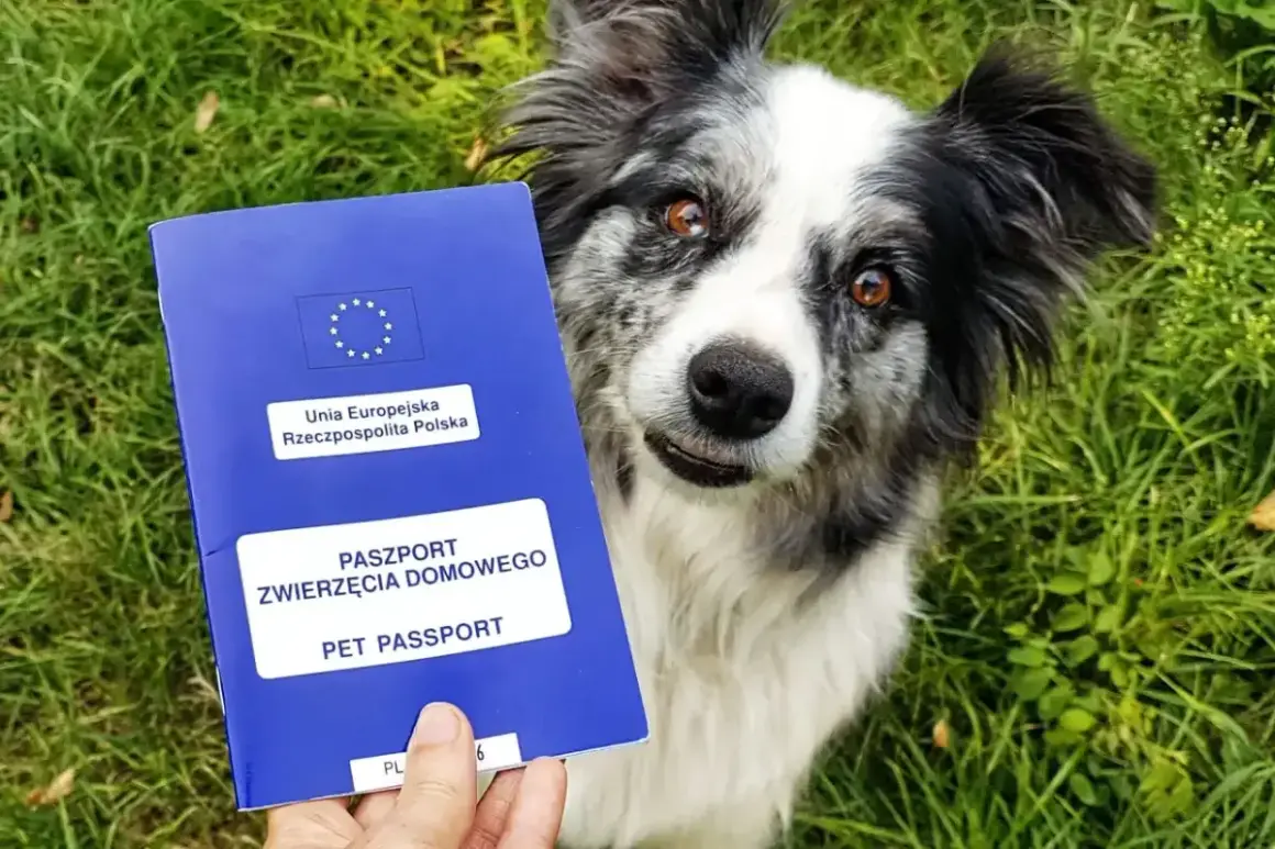 Piesek z paszportem dla psa w łapce, gotowy na podróż po Europie.
