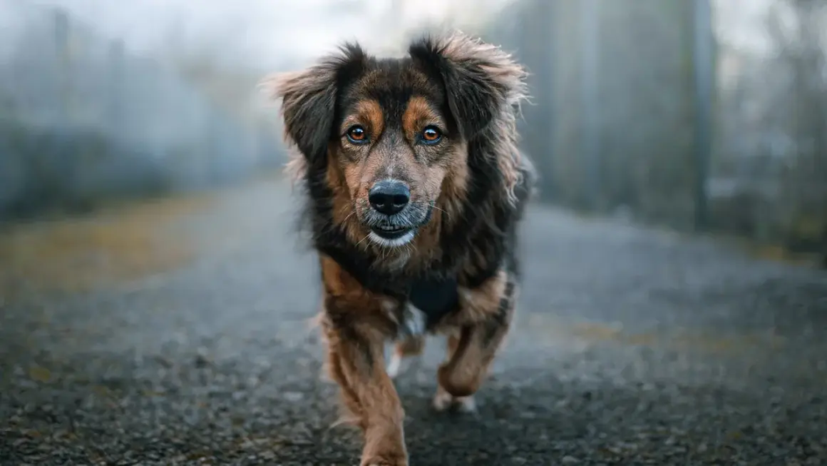 A dog with striking amber eyes runs towards the camera on a misty path. This image offers inspiration for how to take pet photos, capturing movement and emotion.