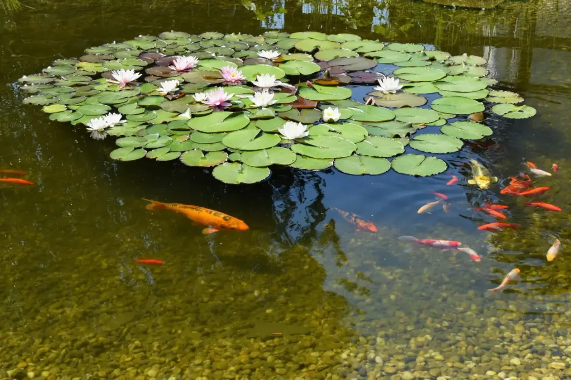 Un étang paisible avec des nénuphars blancs et roses, et des poissons koïs colorés nageant parmi les joncs.