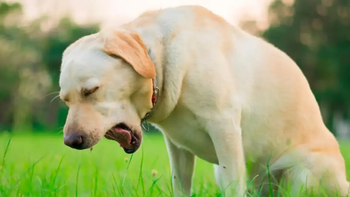 Labrador tosiendo en la hierba. La tos de las perreras puede contagiarse a humanos.