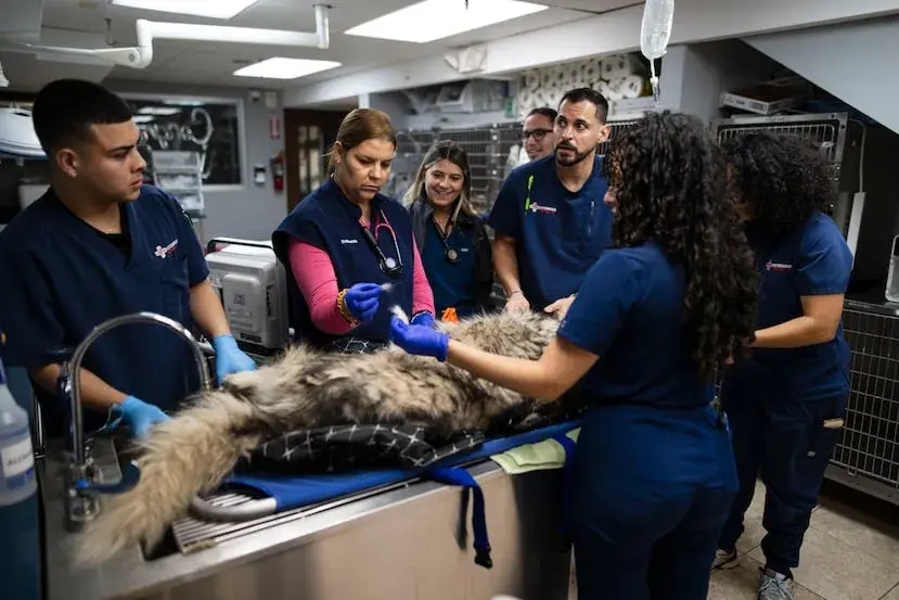 Clínica Veterinaria Sedano en Salamanca: Servicios y Atención 24/7