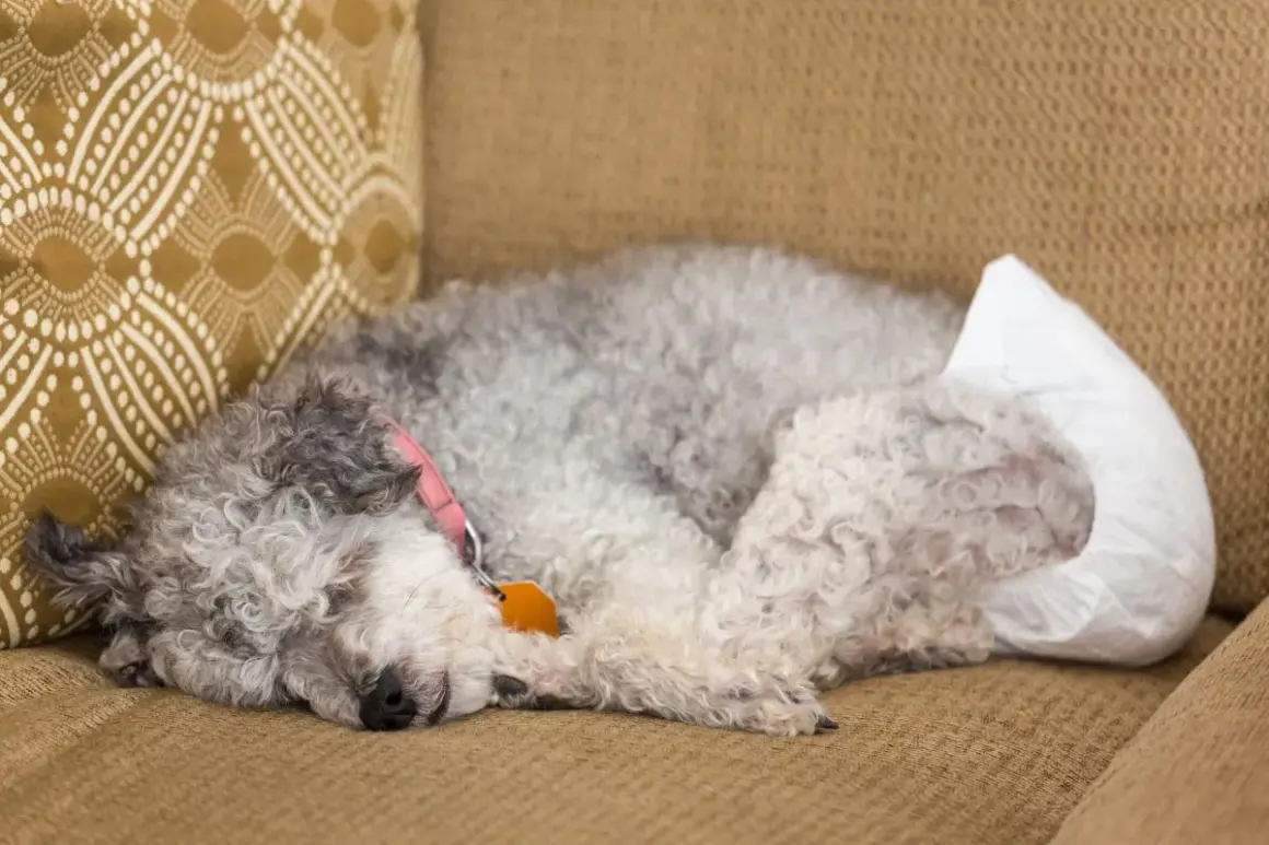 Perro durmiendo en un sofá con pañal, indicativo de incontinencia urinaria en perros.