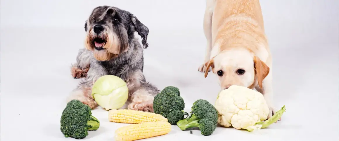 Dwa psy, jeden szorstkowłosy, drugi lablador, leżą obok warzyw. Czy pies może kalafior? Labrador wącha kalafiora, a obok leżą brokuły i kukurydza.
