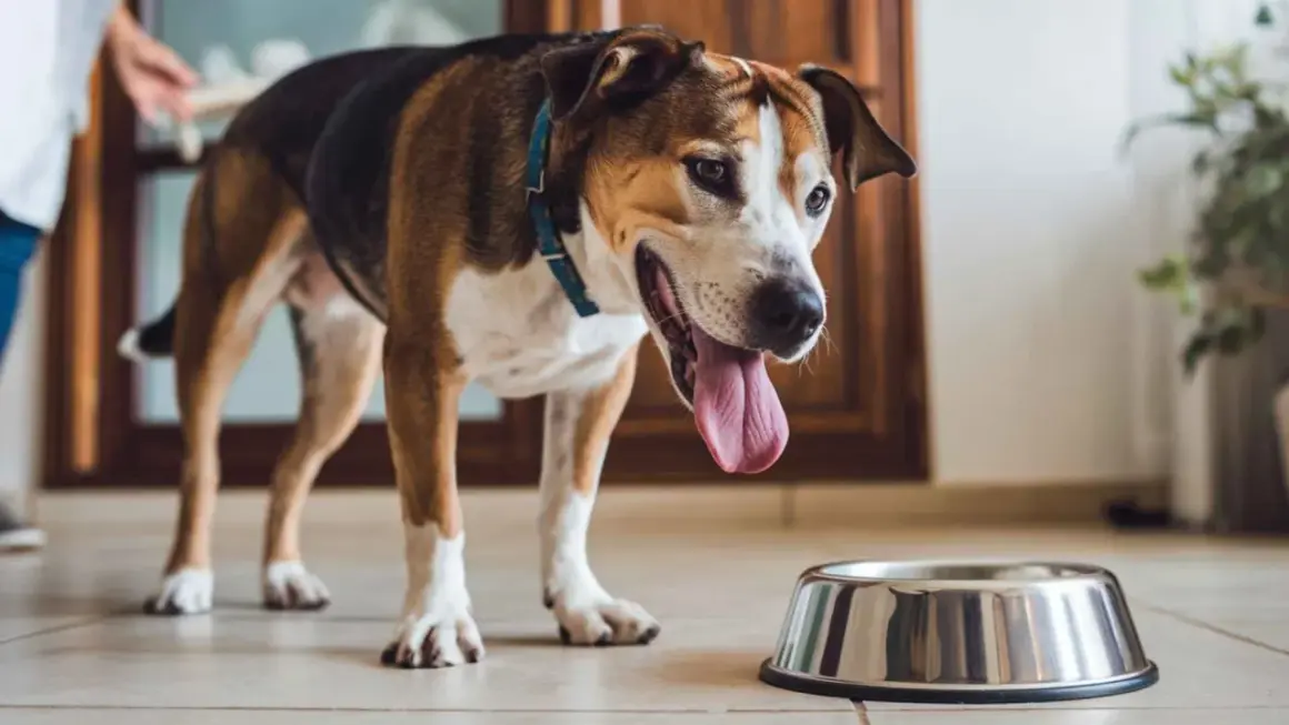 Perro con la lengua fuera, junto a un cuenco vacío. ¿Cuánto tiempo aguanta un perro sin comer ni beber?