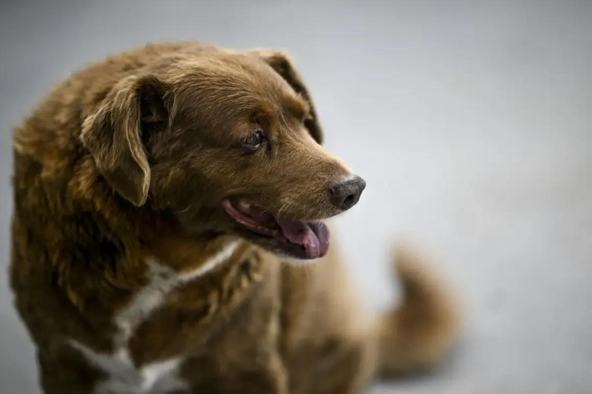 Un cane marrone con un'espressione saggia, forse il cane più vecchio del mondo, guarda con attenzione.