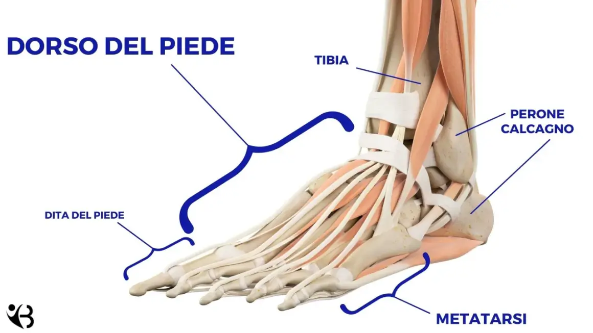 Dettaglio anatomico del dorso del piede, con evidenziati metatarso, dita, tibia e peroni del calcagno.