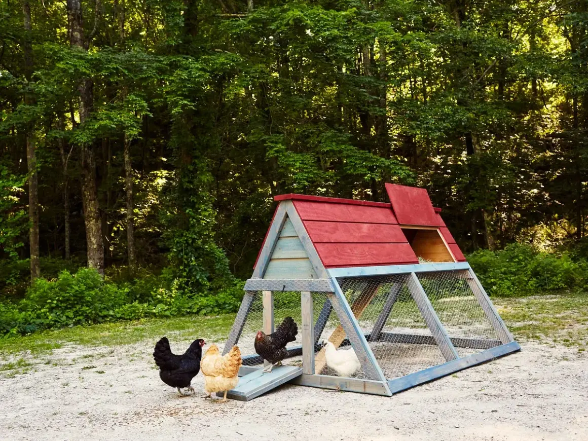A charming DIY chicken coop with a red roof and blue frame sits in a wooded area. Several chickens, including black, tan, and white breeds, explore the gravel ground nearby.