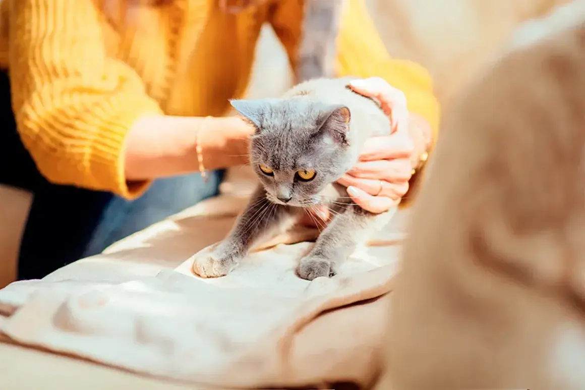 Un chat gris aux yeux jaunes semble désorienté, ses pattes avant tendues. Une personne le tient doucement, peut-être après une crise d'épilepsie.