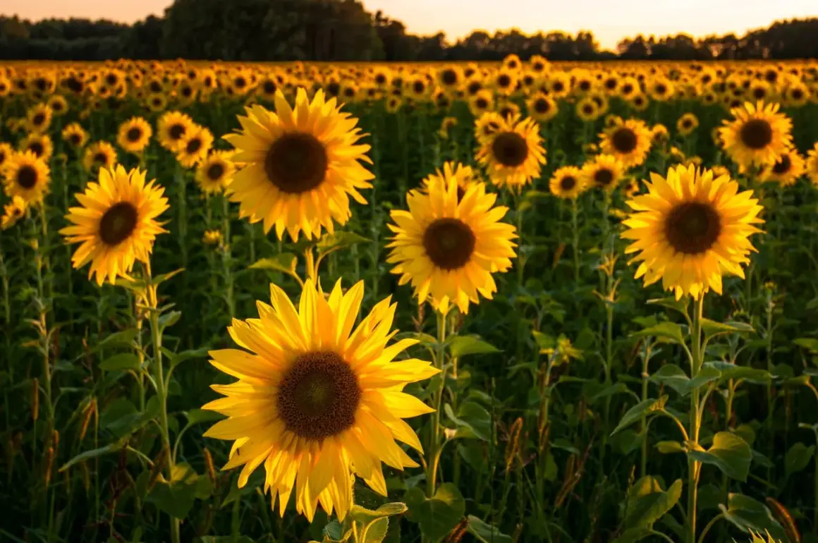 Un campo di girasole fiore baciato dal sole al tramonto. I petali gialli brillano, creando un'atmosfera calda e dorata.