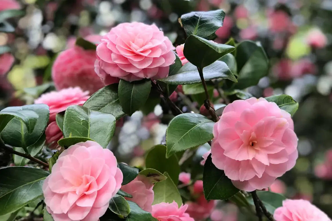 Magnifique camélia rose, prêt pour une exposition florale. Ses pétales délicats et ses feuilles vertes brillent sous la lumière.