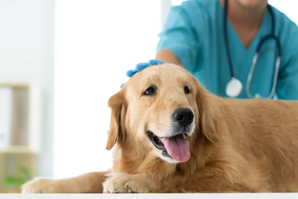 Veterinario examina a un perro golden retriever. La detección temprana del linfoma en perros es crucial para un tratamiento exitoso.