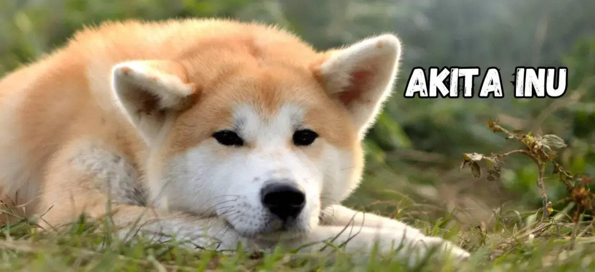 Akita Inu o łagodnym spojrzeniu leży na trawie. Poznaj akita inu charakter, by zrozumieć jego lojalność i spokój.